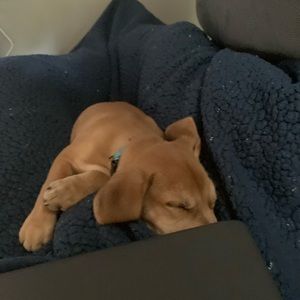 Meet your Posher, Daniel